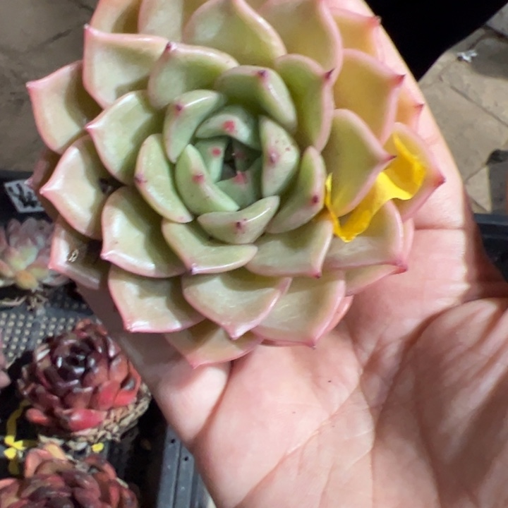 朗姆酒 多肉植物脱土