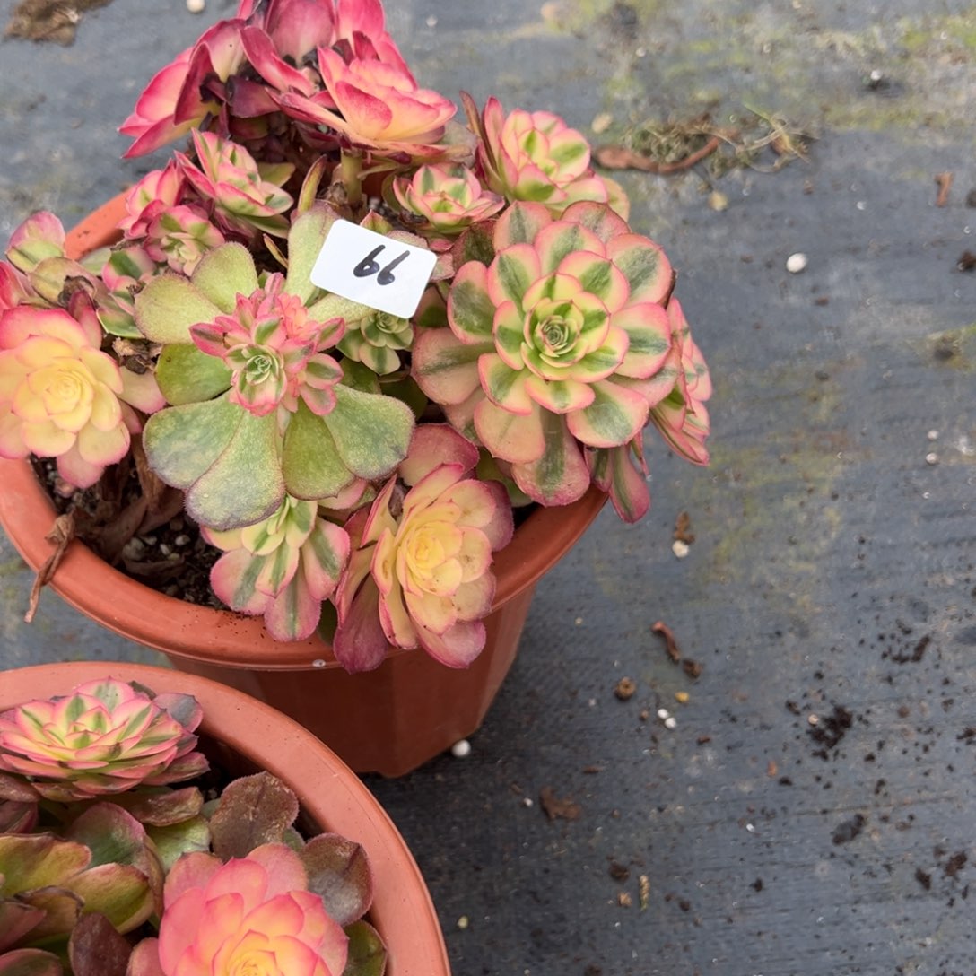 6667海神荔枝母本多肉系