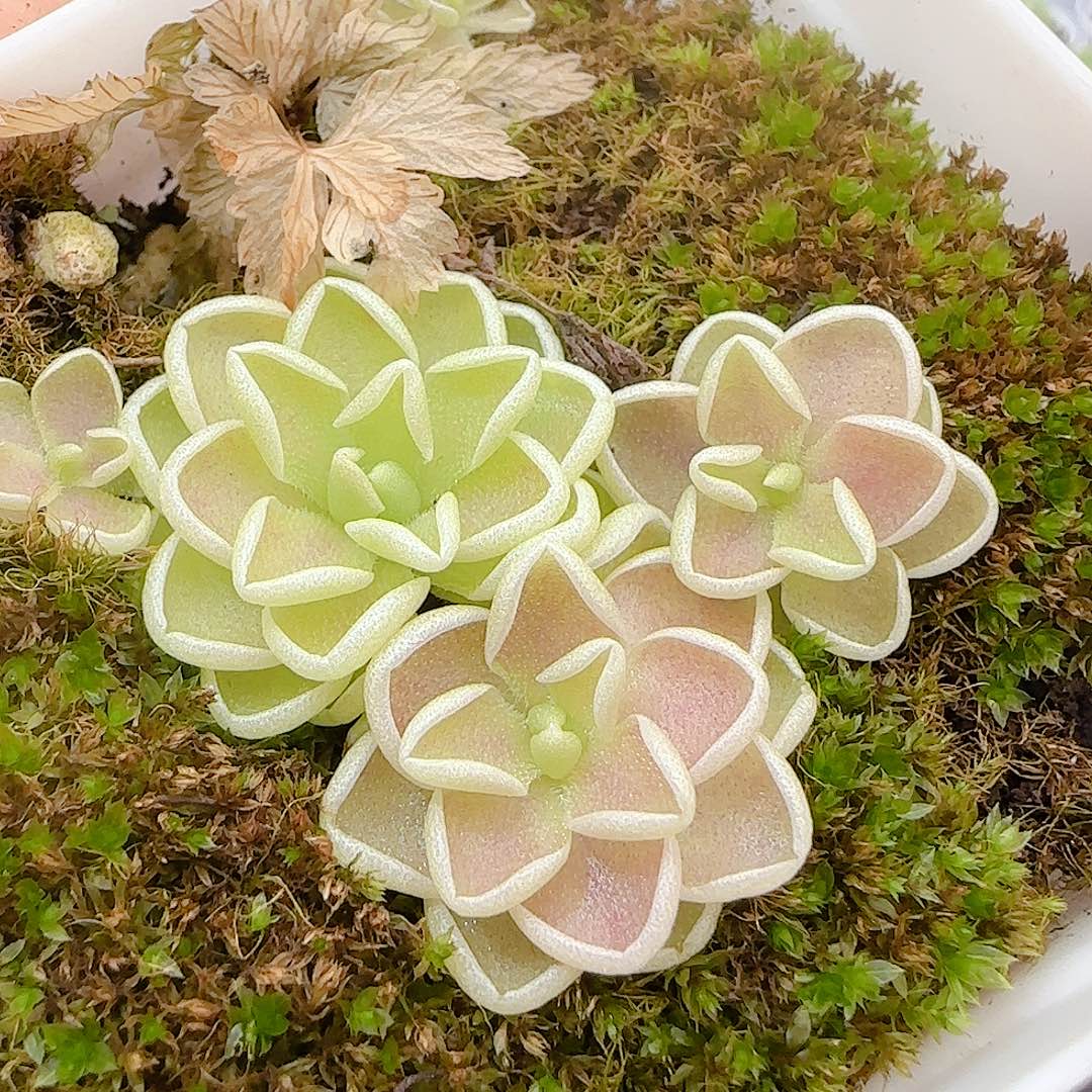 【闪购商品】1016-6爱丽丝