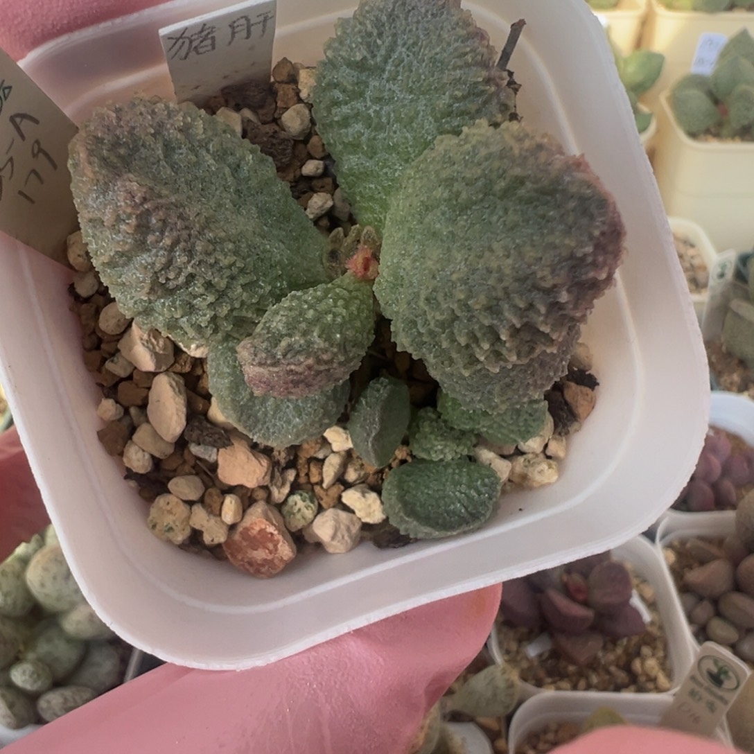 481实生水泡超级皱褶