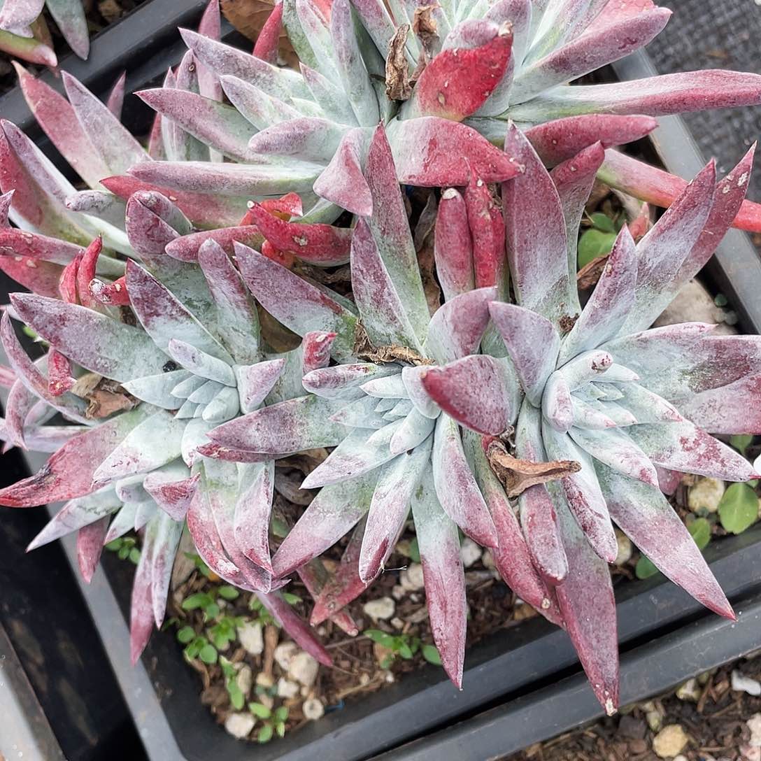 刘丹杂白雪老桩0469