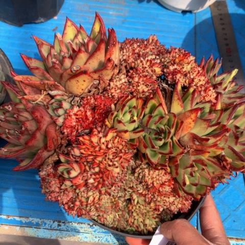 @***福乌木缀24035多肉