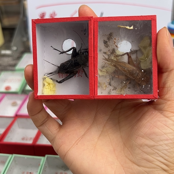 油葫芦2各 一只包邮