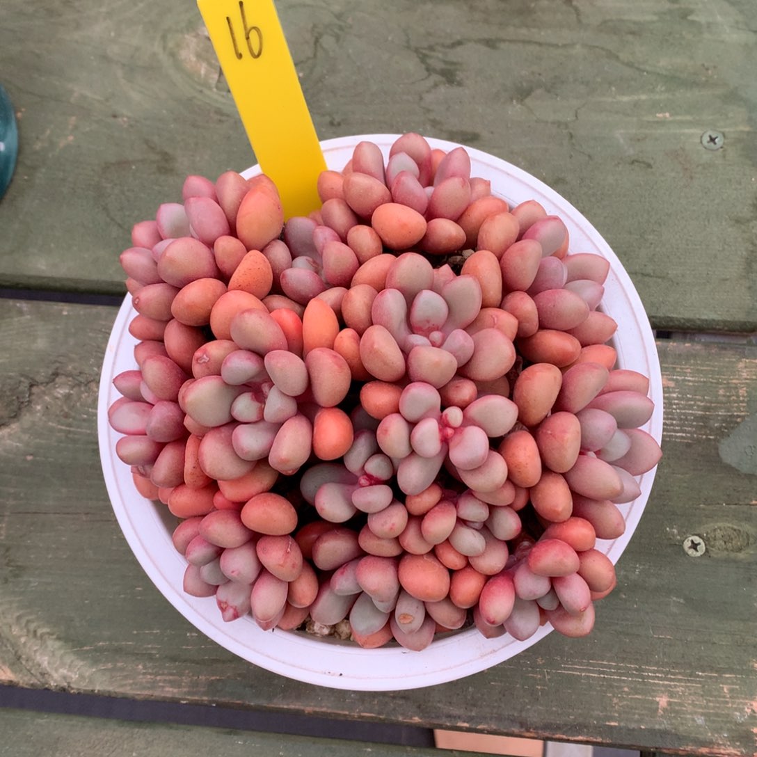 我们家的小姐姐们