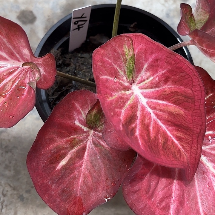 64-0213彩叶芋广东现货