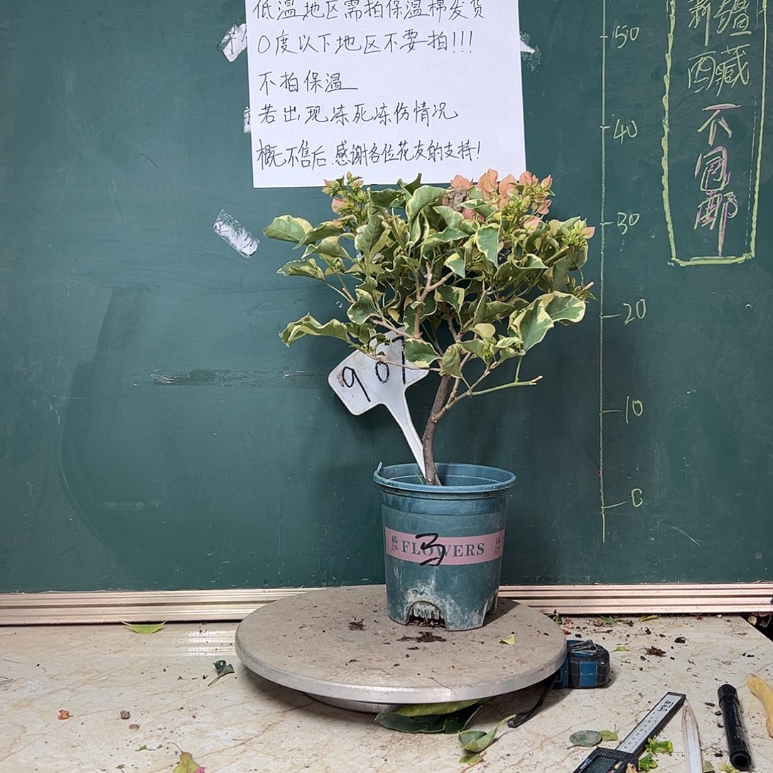 完全开放马斯有瑕疵 907       