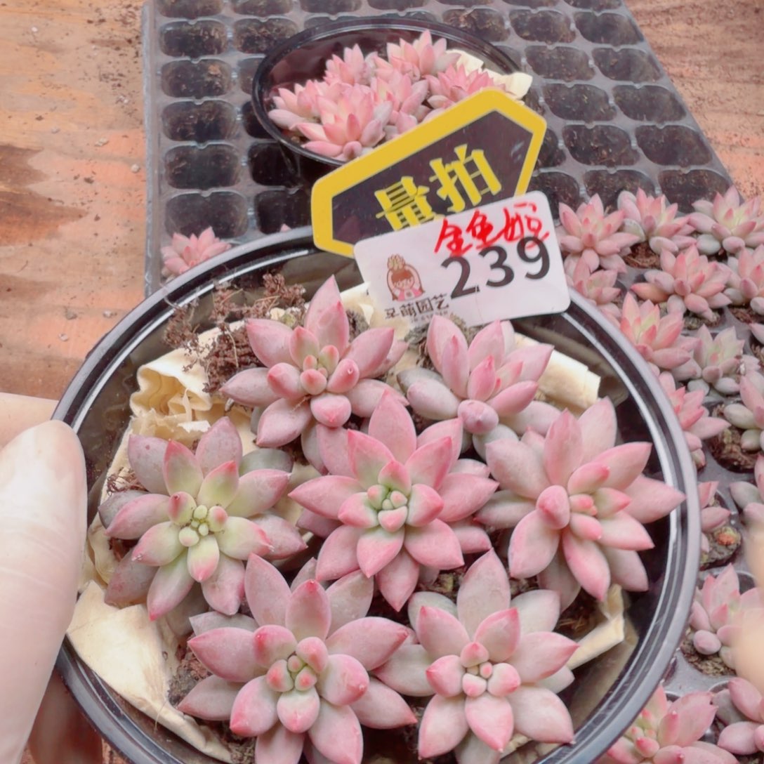 多肉植物多肉植物