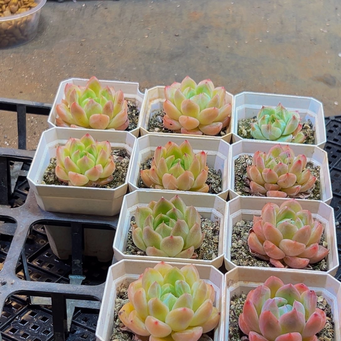 549多肉的小龙虾和一只
