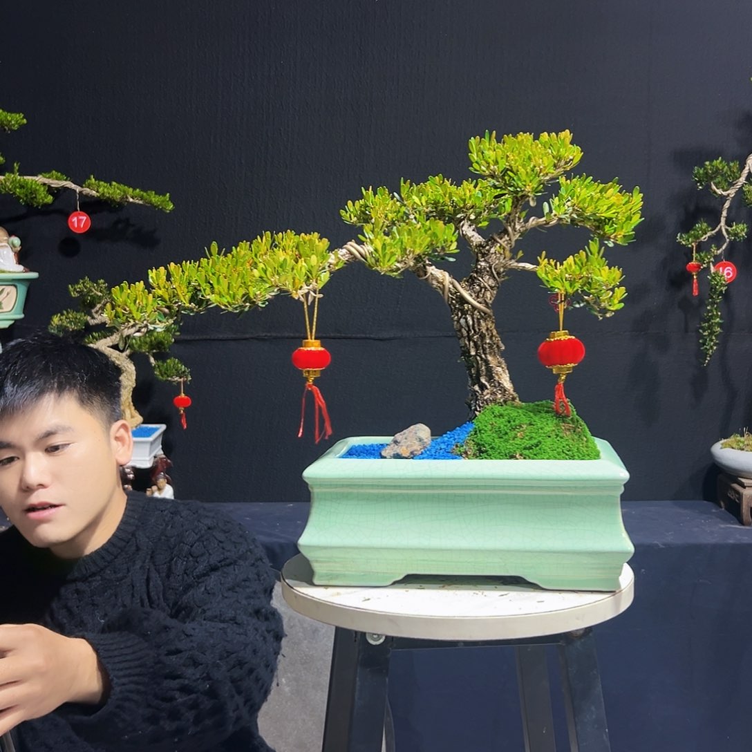 绿植广东黄杨木盆景