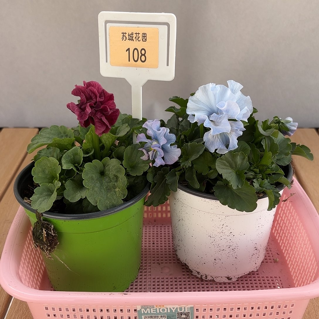 大部分开放少量花苞108