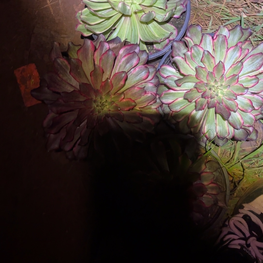 三***米云南多肉植物组拍