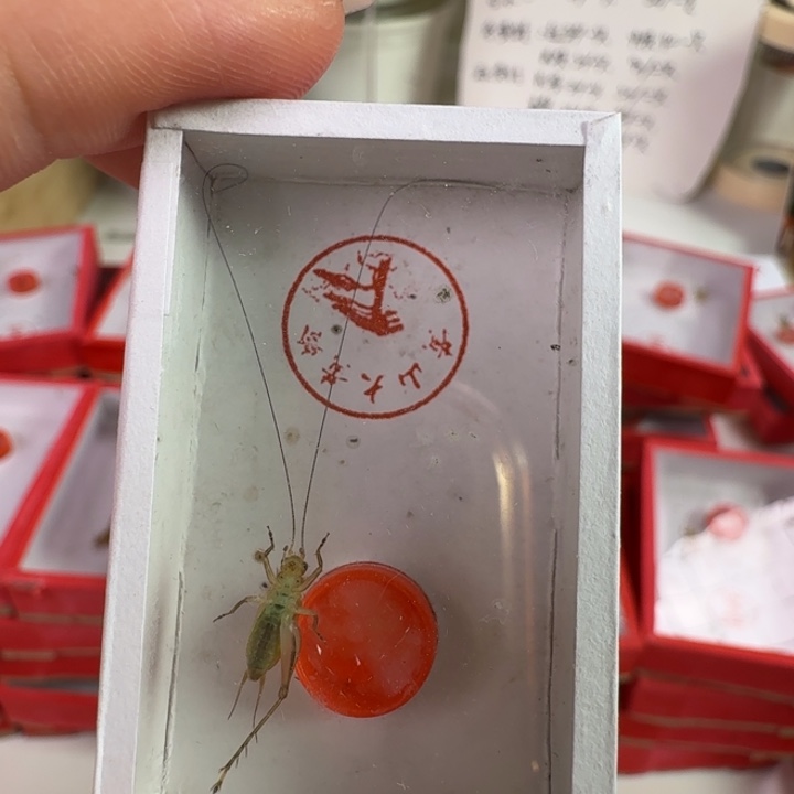 石老师冬天残大黄龄