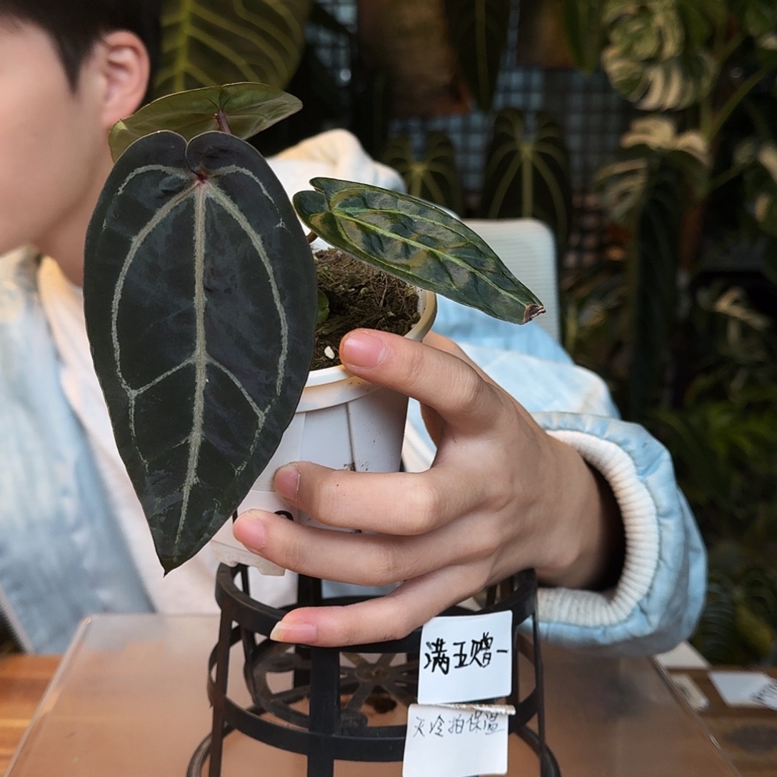 Z***鸭不开花植物Z109紫水晶杂卡拉