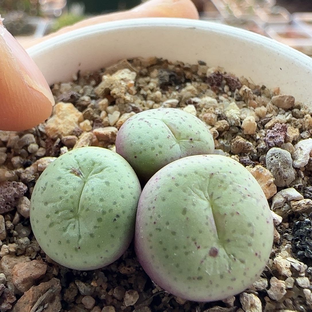 脱土年后发货23764