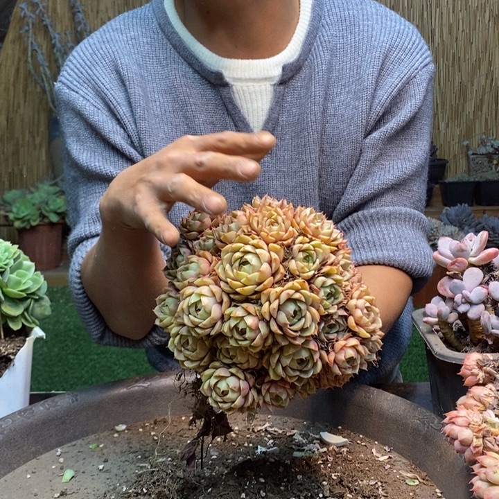 新***）242 号白胖子多肉植物