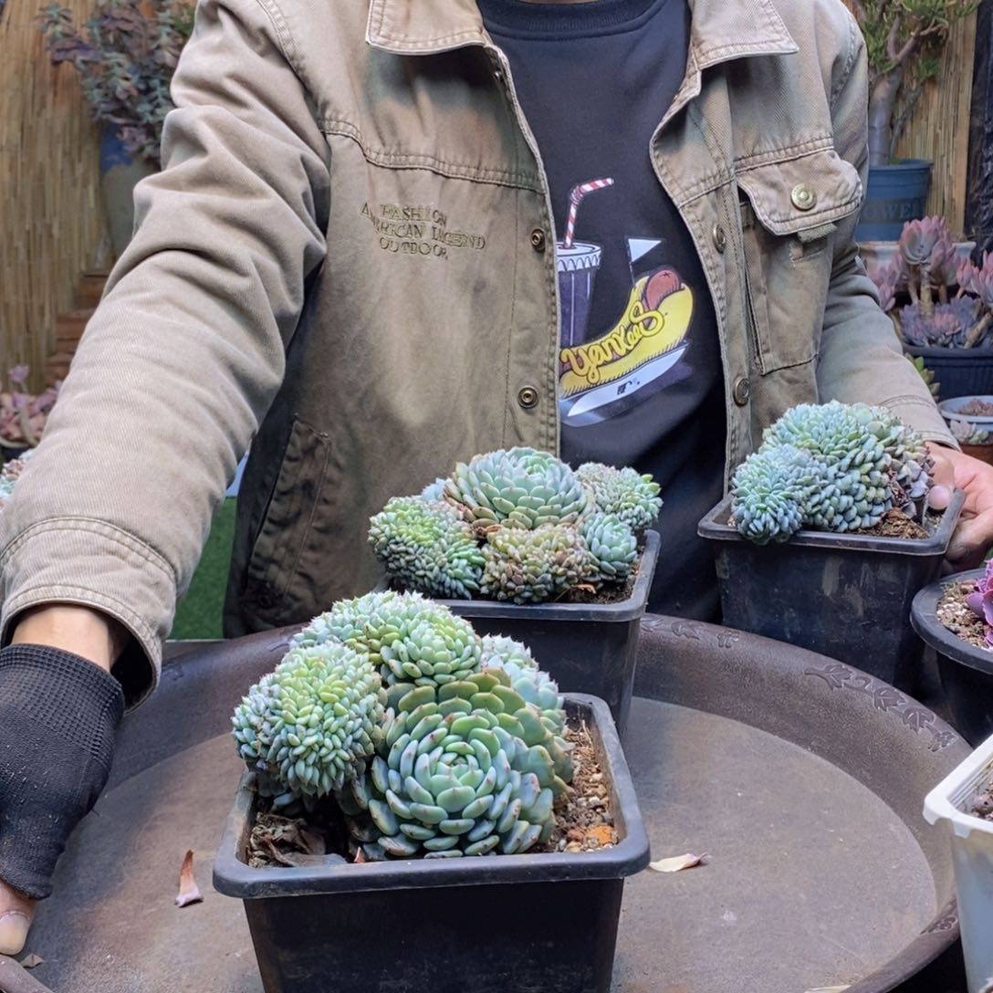 ?***A134号白胖子缀多肉