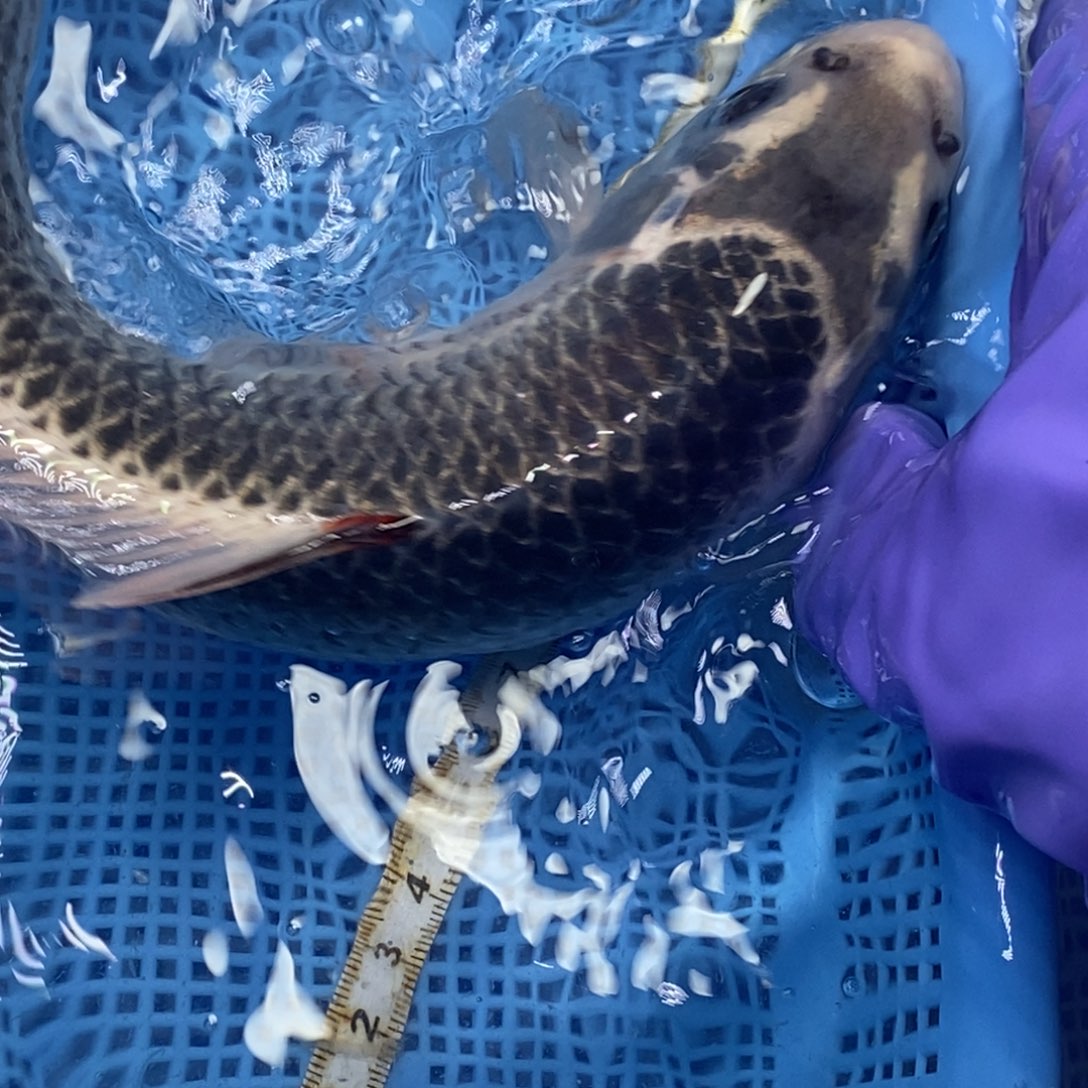 锦鲤冷水锦鲤包邮