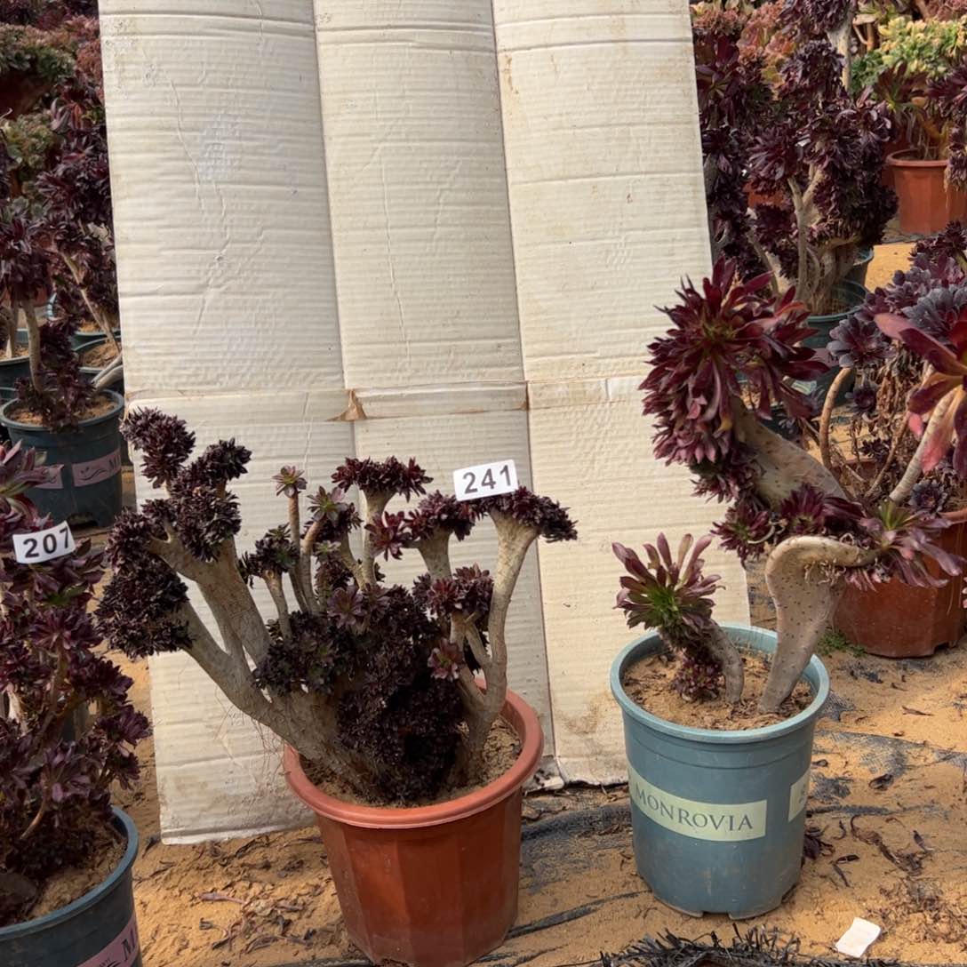 天***洋有伤两颗210.241