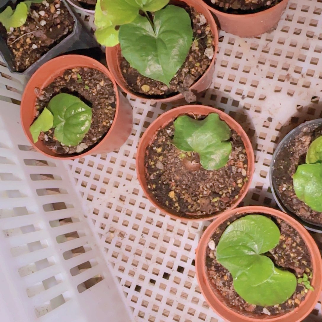块根植物块根植物