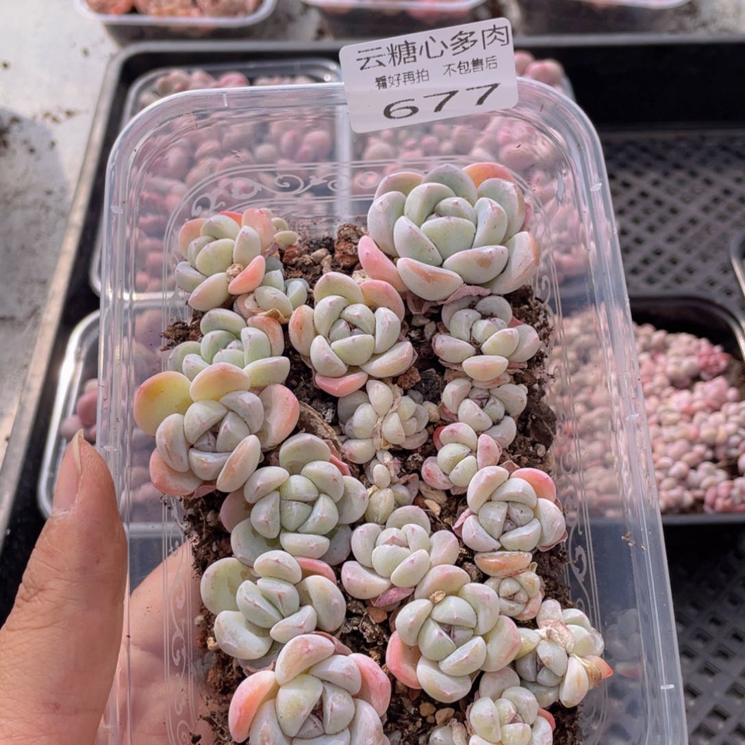 云糖心多肉植物677