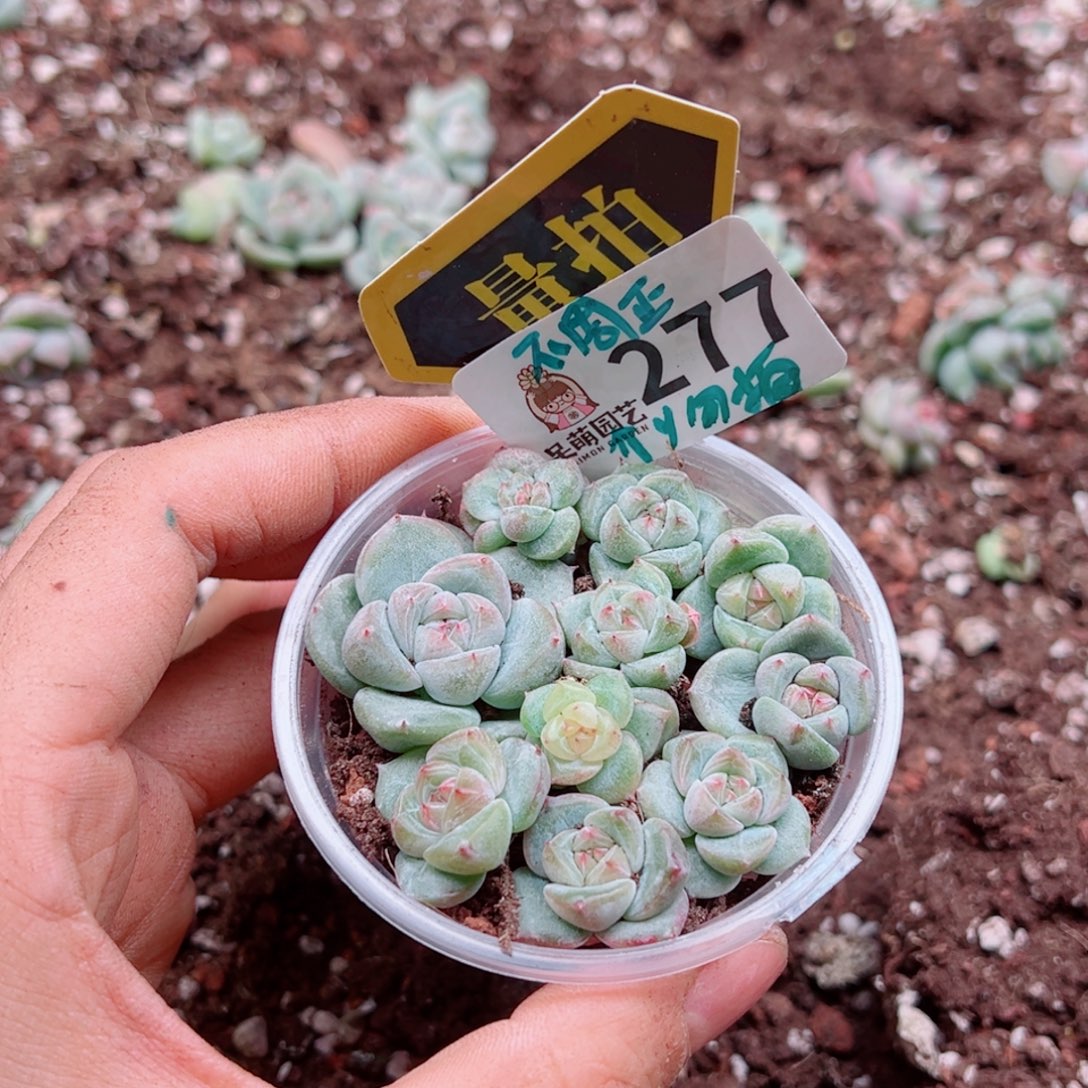 多肉植物多肉植物