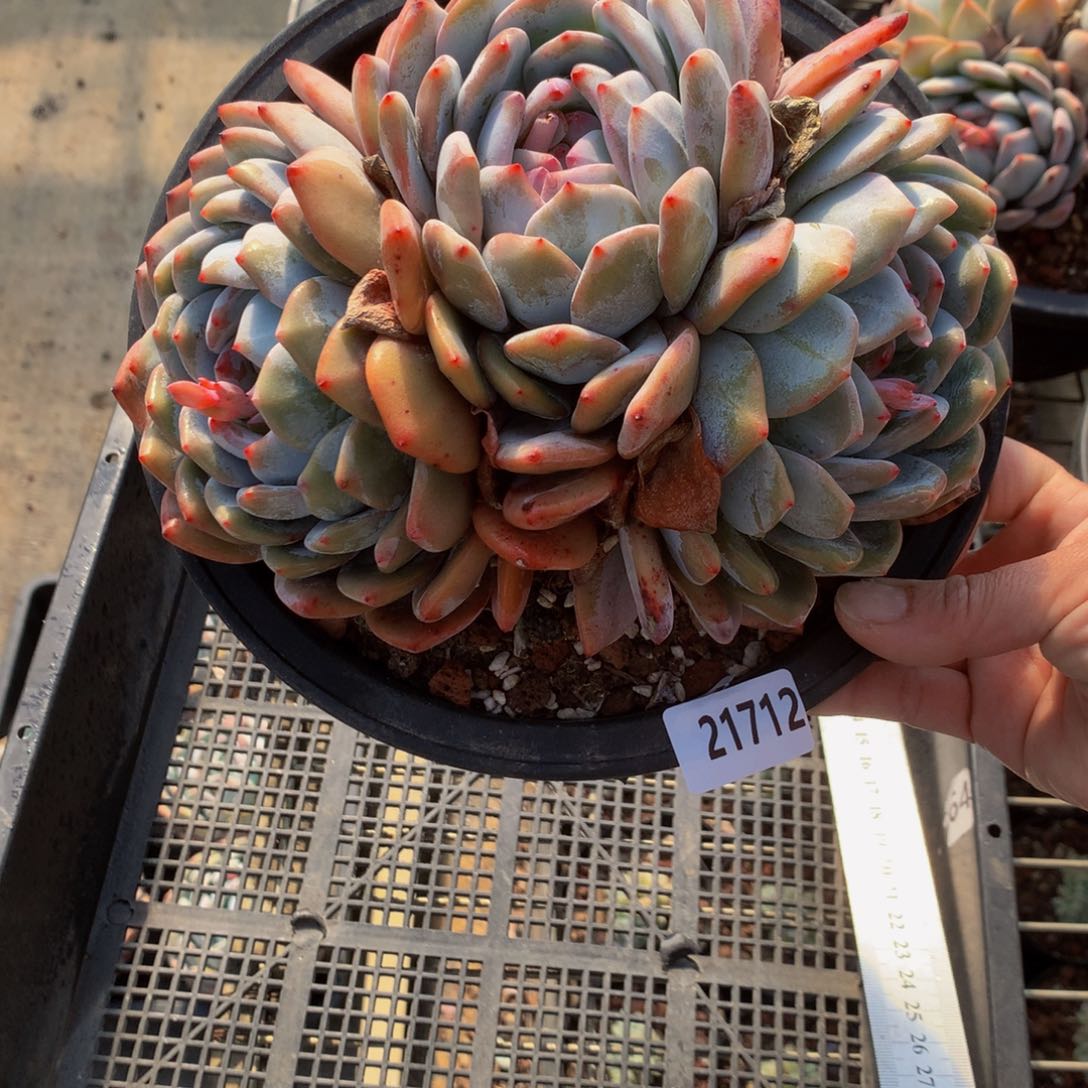 21712三头嗯嗯不错很