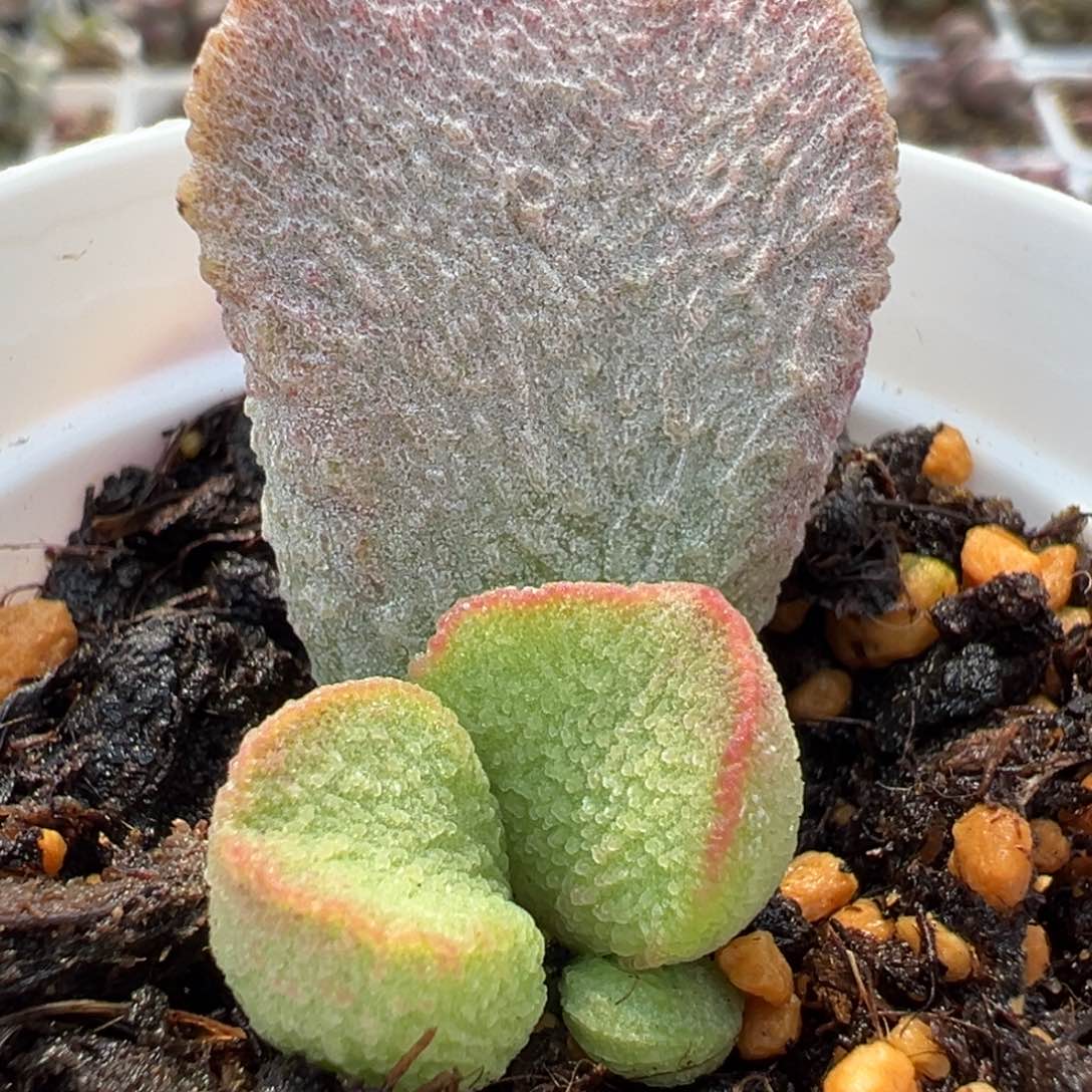 实生新品大宽叶子多肉植物