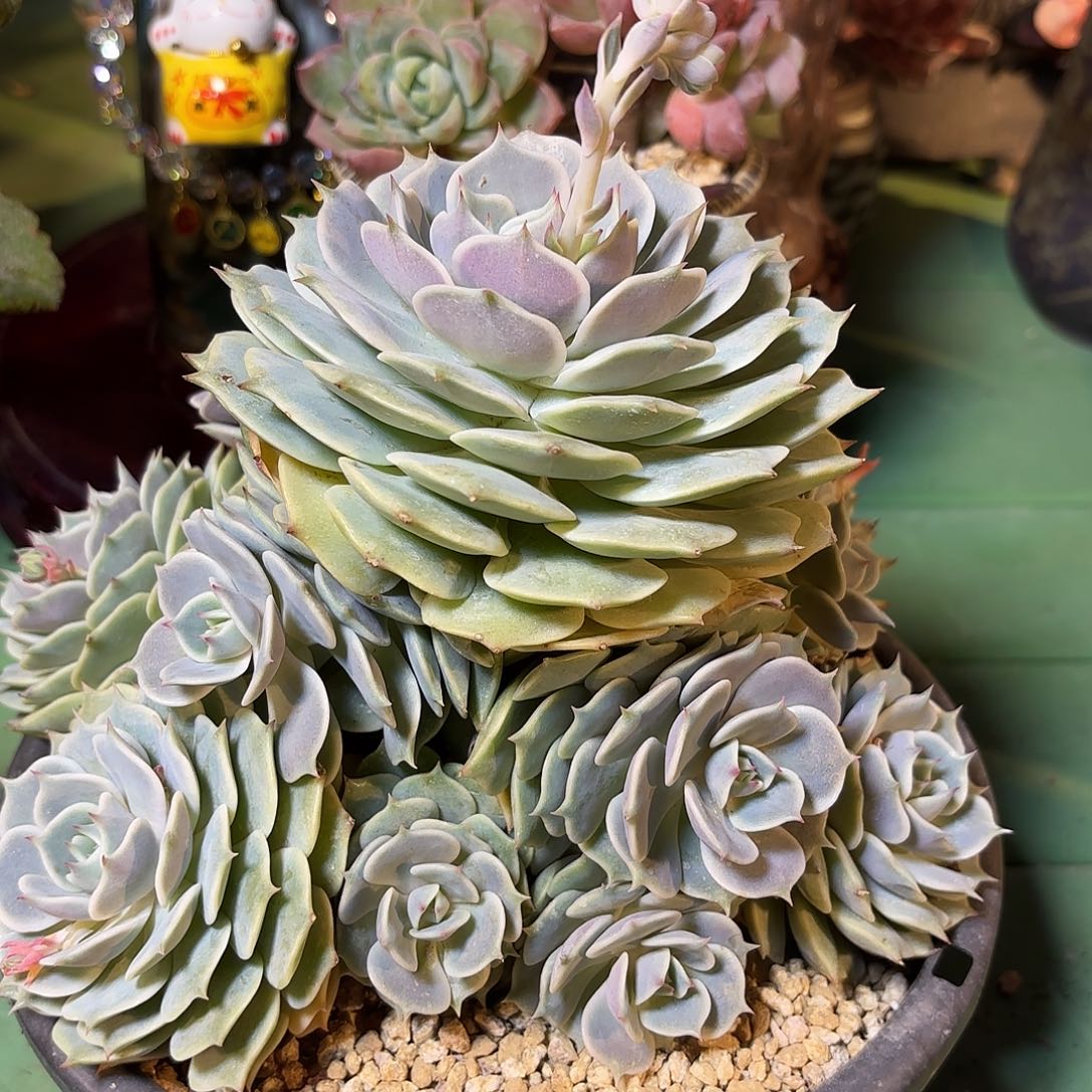 多肉植物啦啦啦啦啦