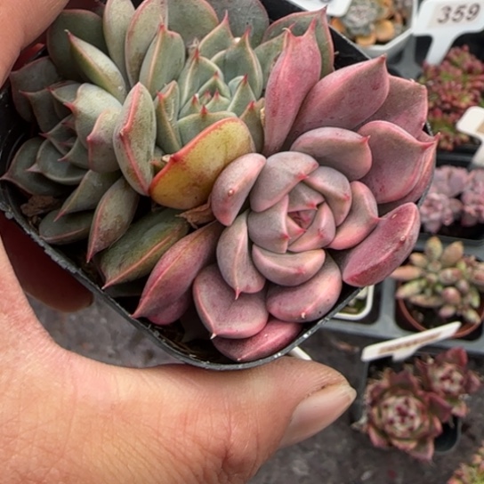 145玫瑰夫人锦肉植物多