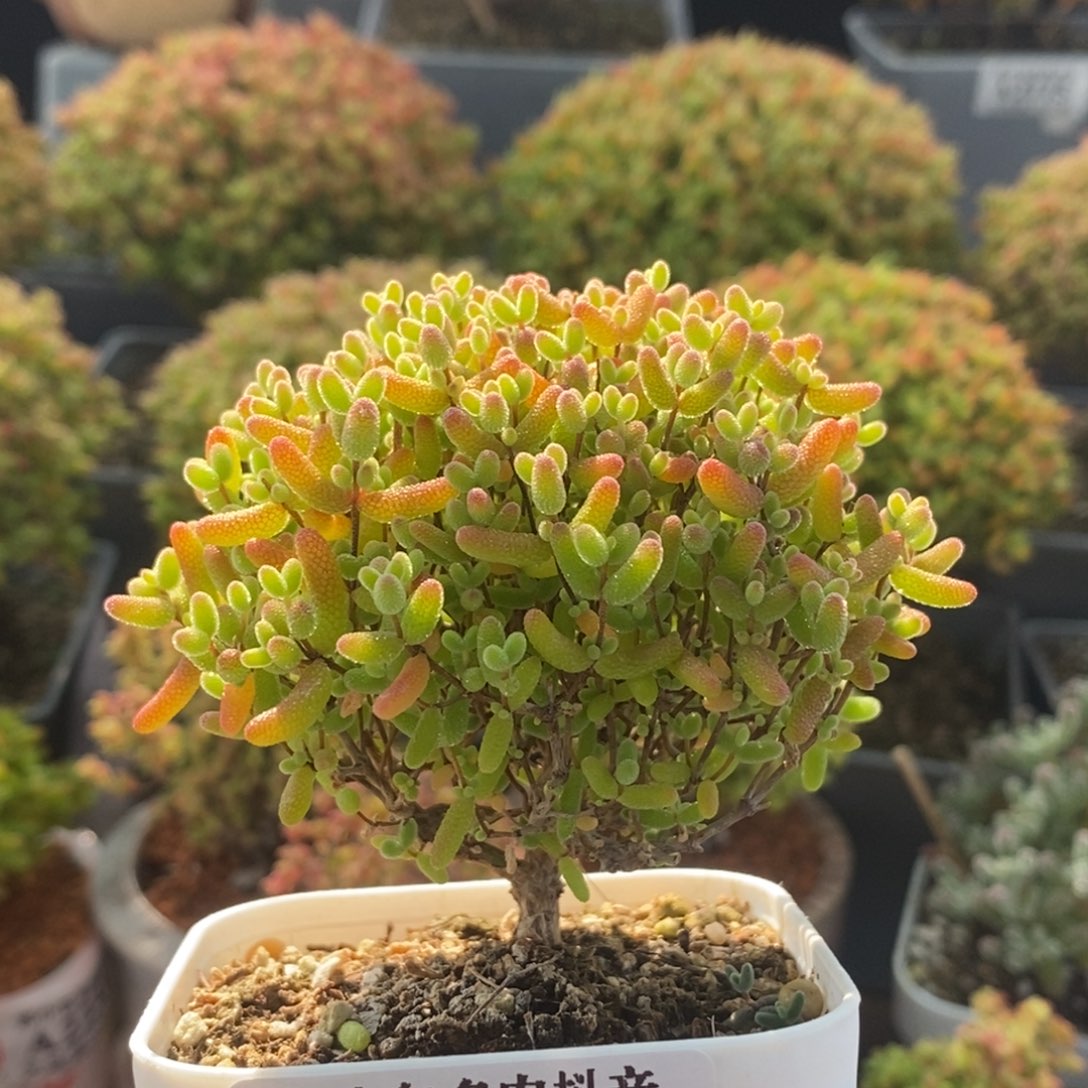 蜜橘糖球2366枝干番杏