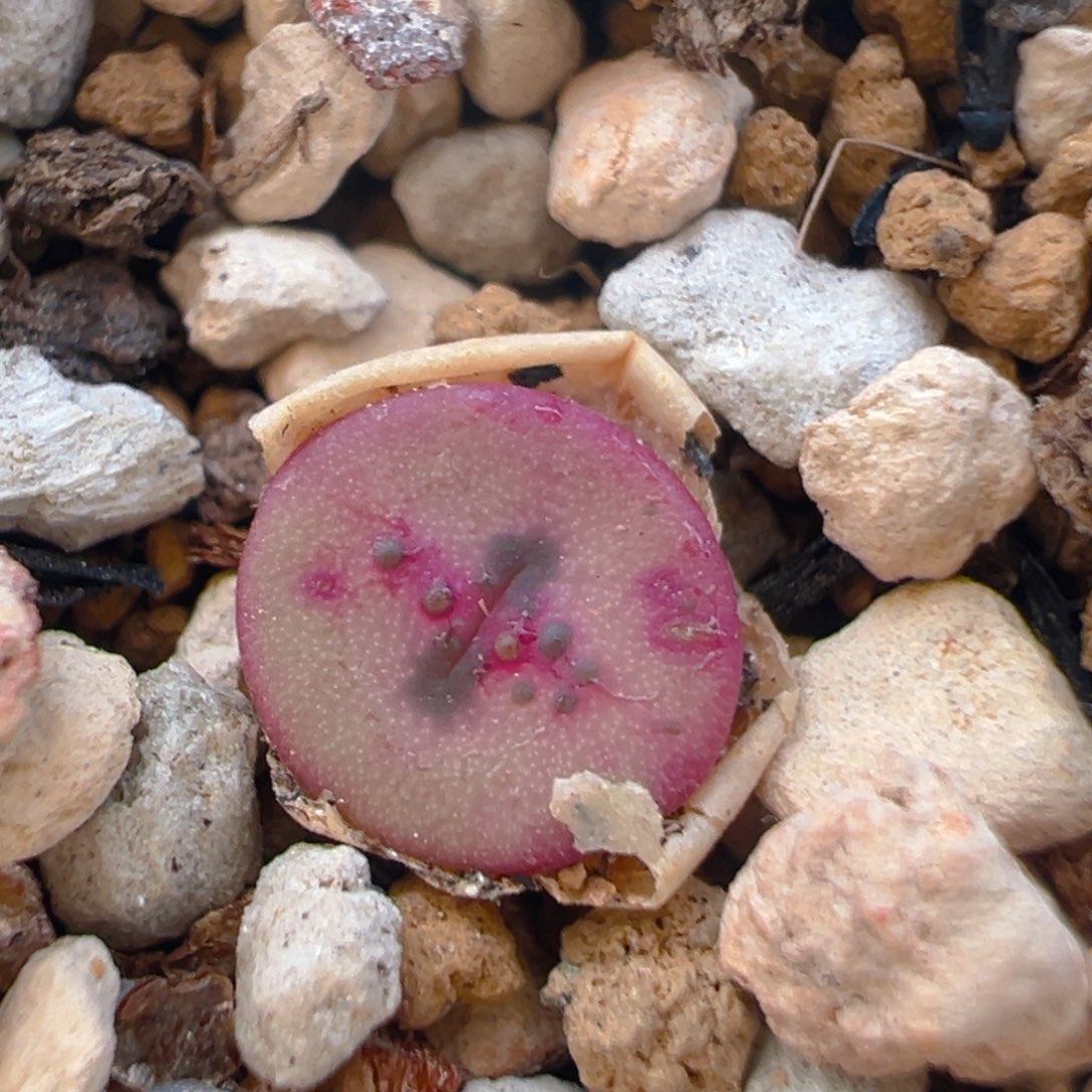 8多肉植物百科知识