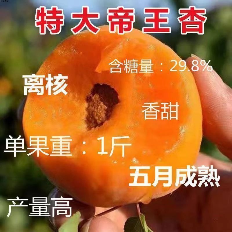 嫁接特大帝王杏树苗甜杏苗特大巨蜜王杏子苗果树苗南北方四季种植