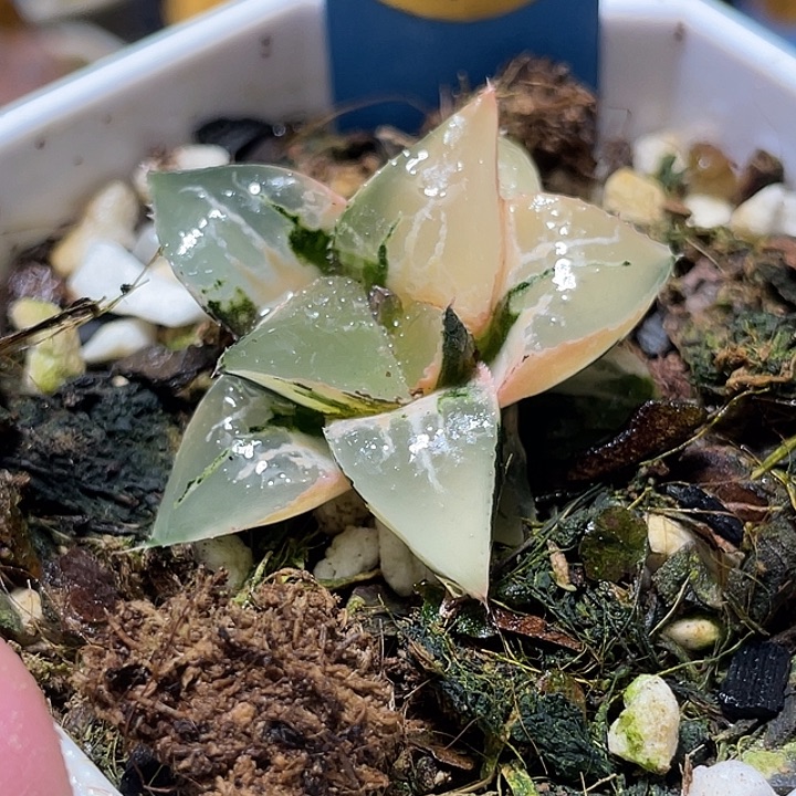 697完美酒吞锦特选福利