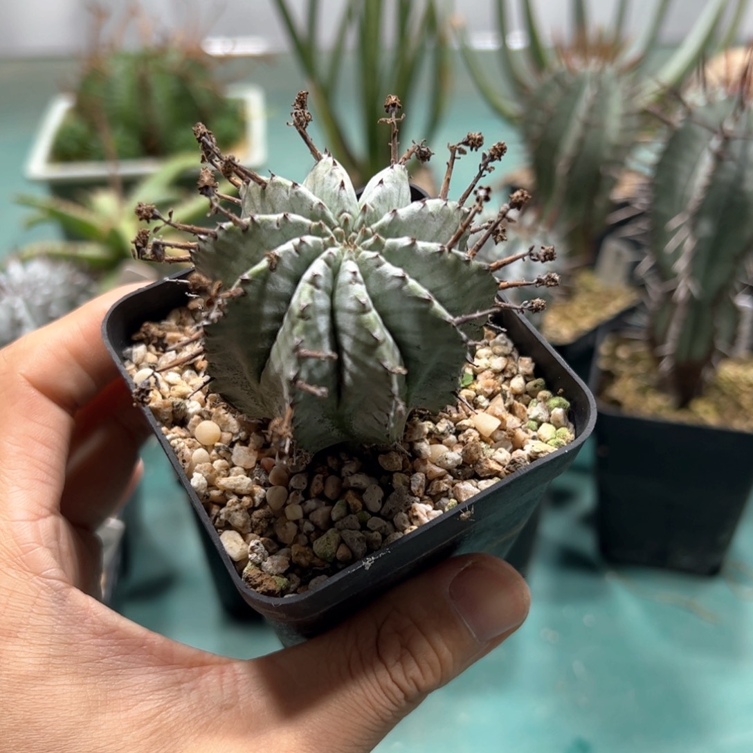 魁伟玉 侧芽繁殖 10号 脱土发货多肉