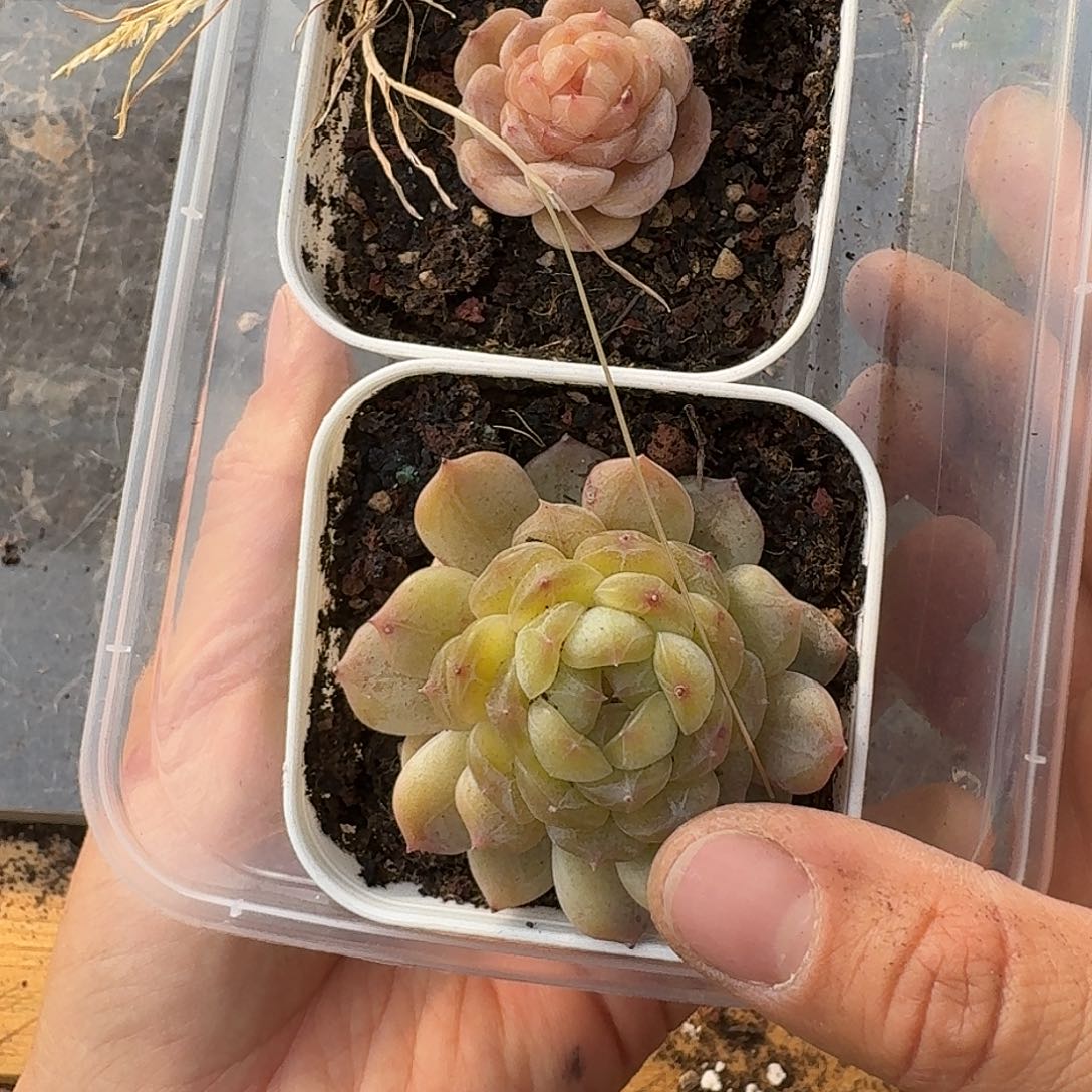 杂交新品珍妮多肉1509