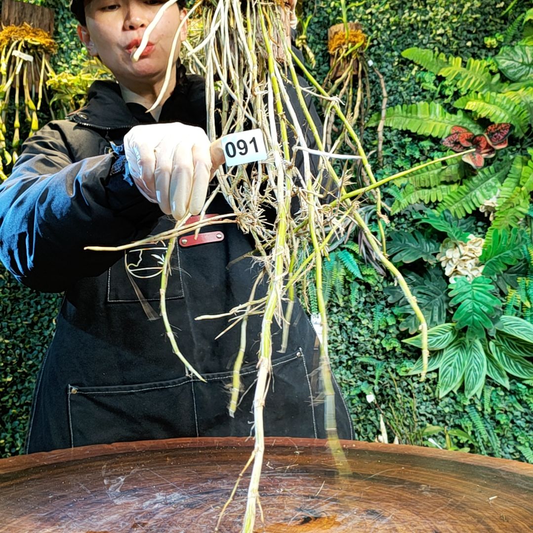 【闪购商品】91金草花花