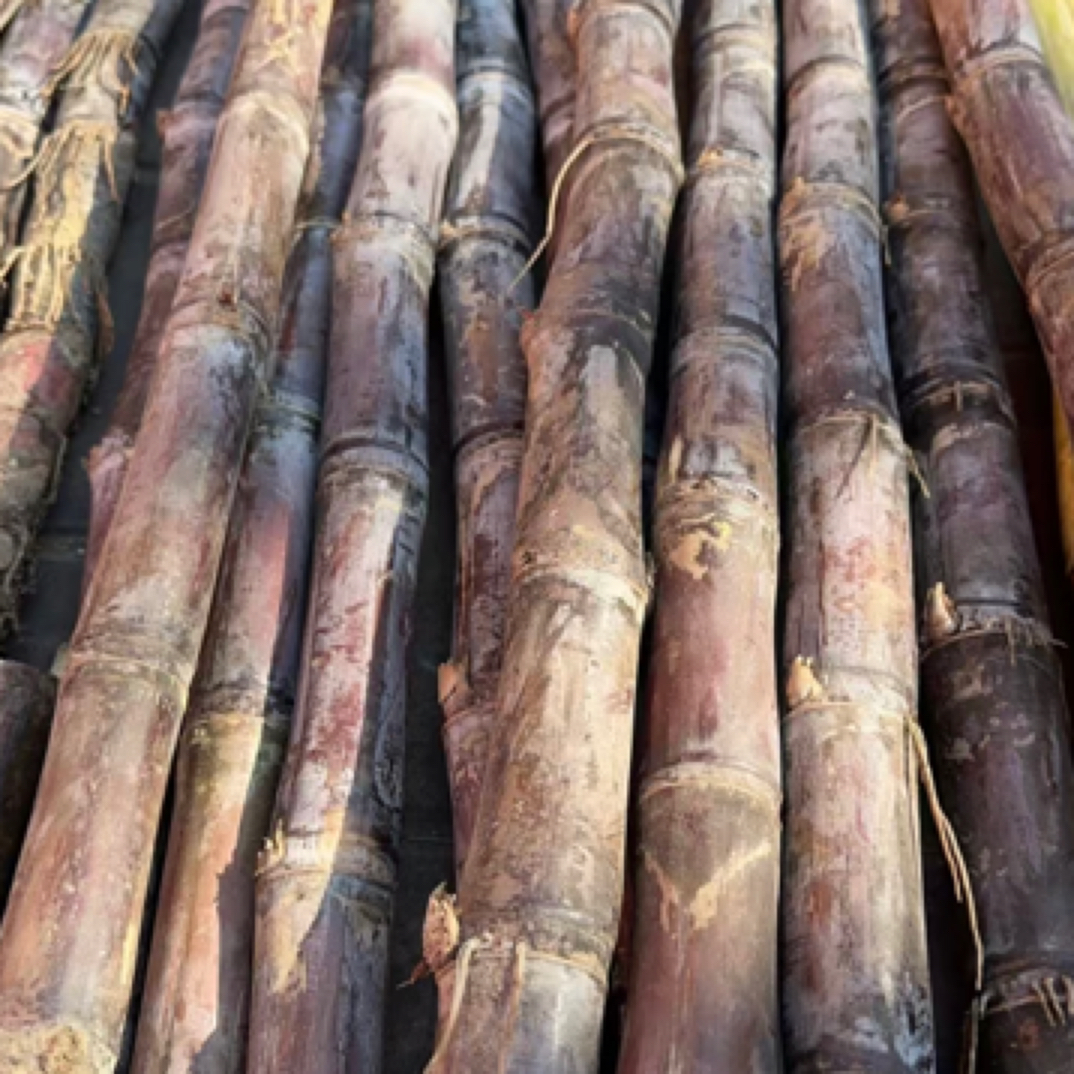 黑皮甘蔗一根一根