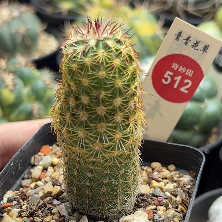 实生青花虾一棵仙人球
