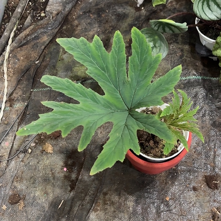 完全开放莱泽曼秋海棠