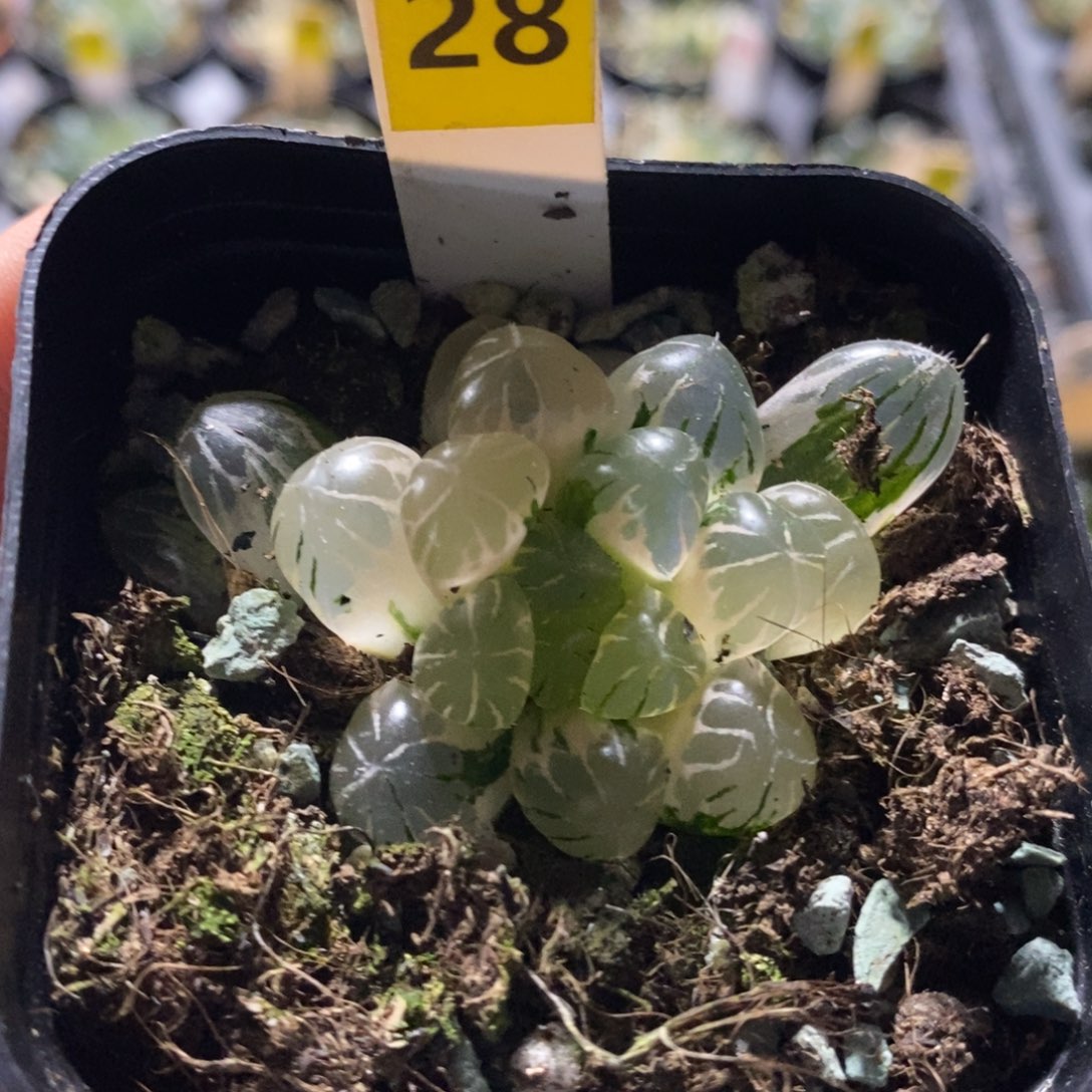 不开花植物28玉露