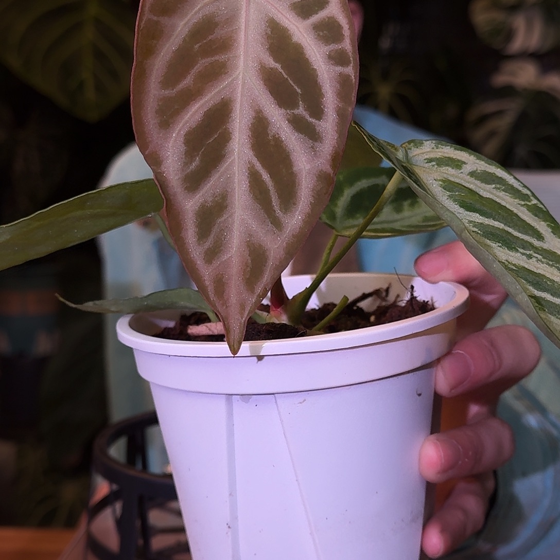 不开花植物M44粉色面纱杂黑刷子