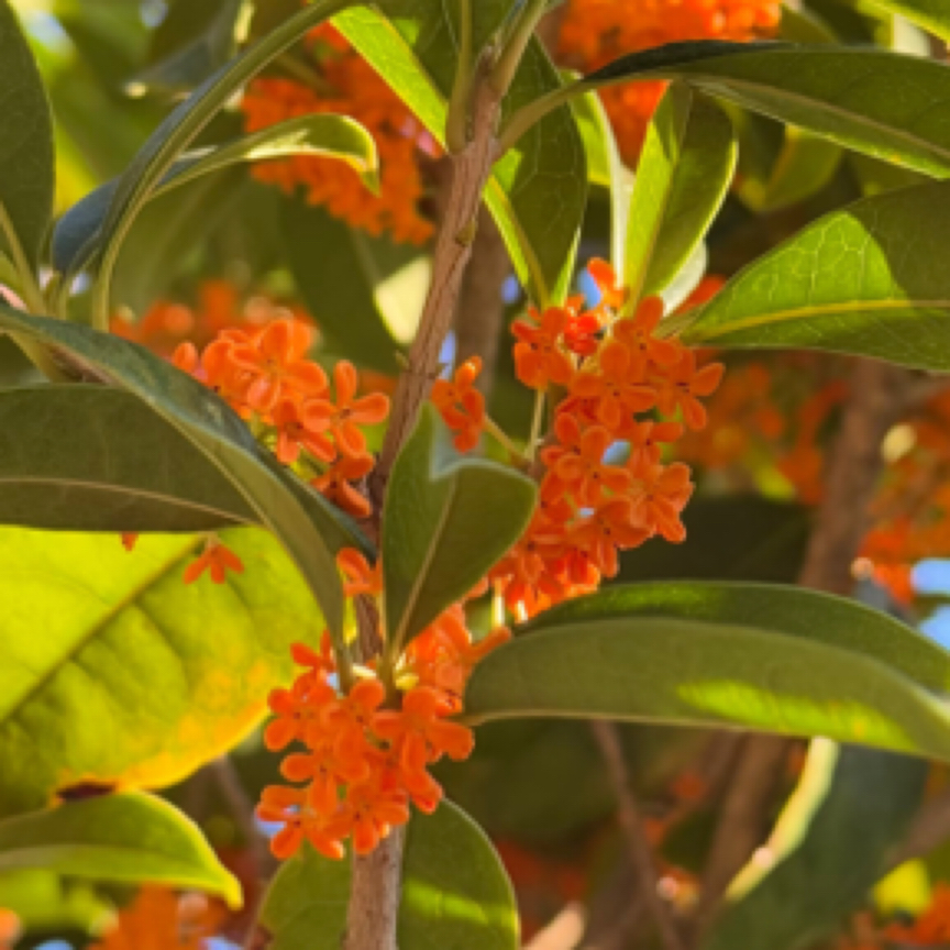 桂花精品高货（浓香）
