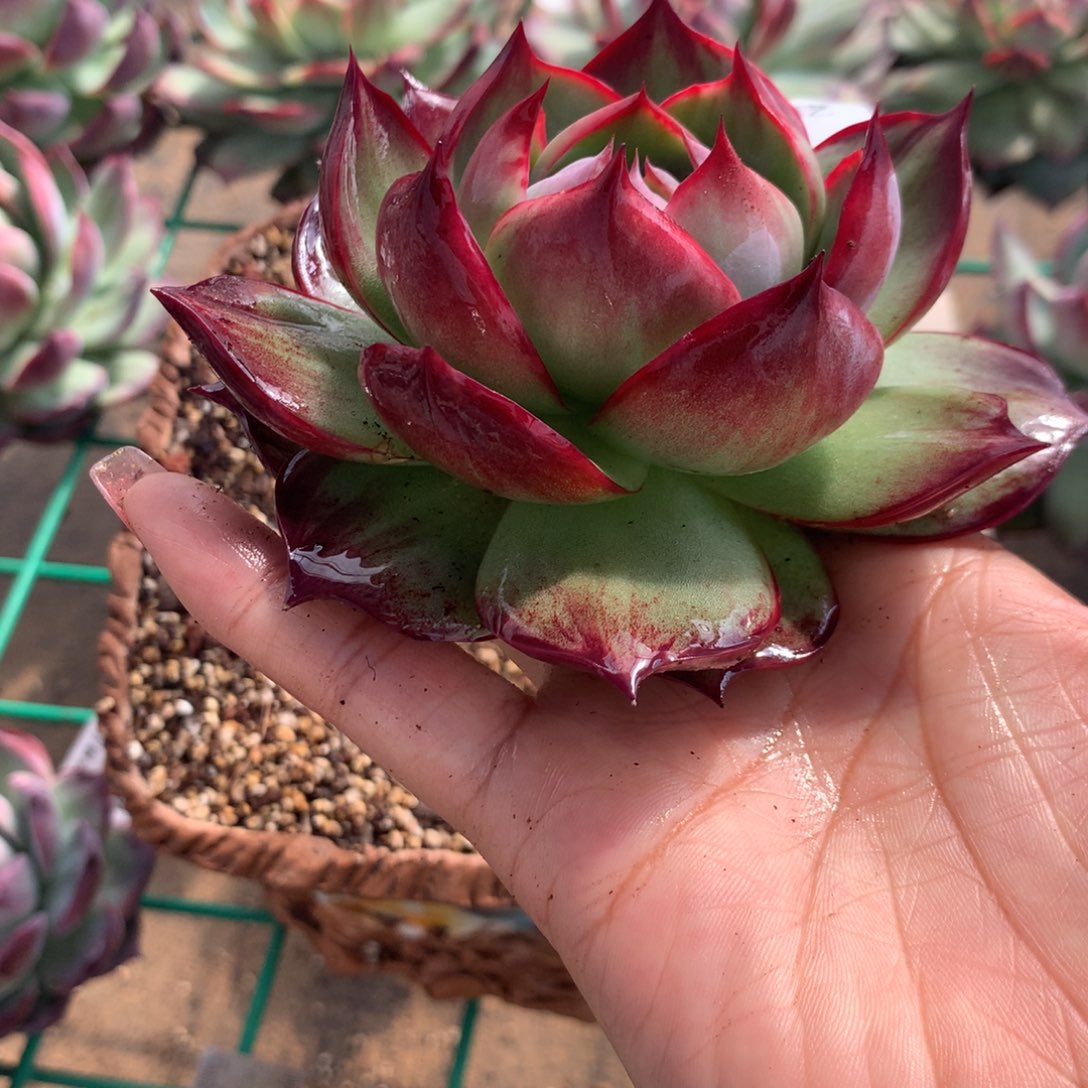 397号多肉植物惊鸿，10厘米