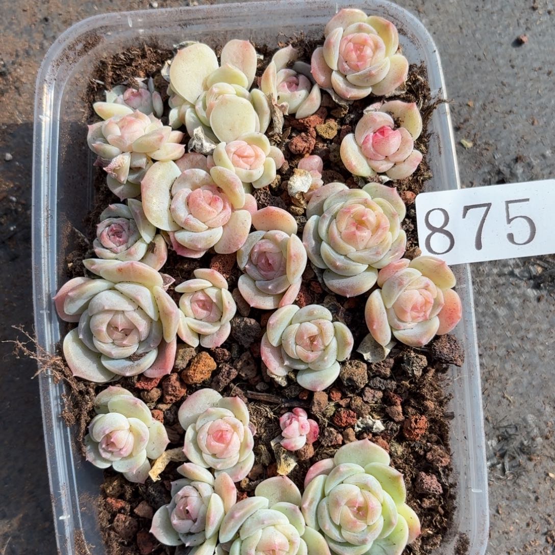 多肉植物多肉植物875