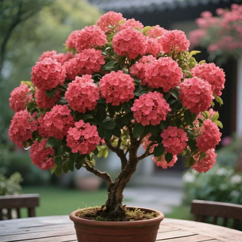 大花型中华木绣球树苗室内庭院盆栽绿植花卉耐寒耐热好养四季开花