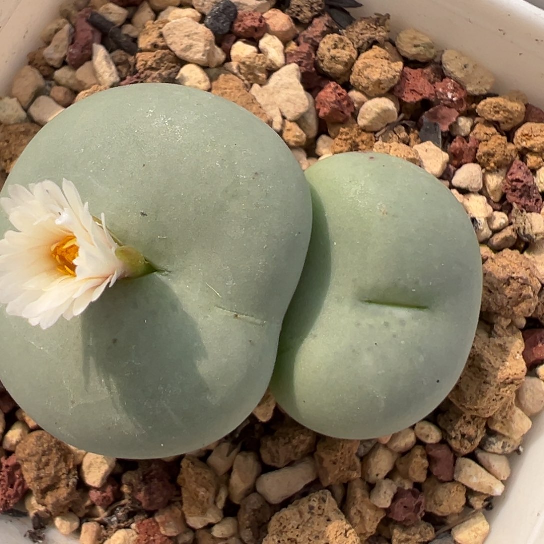 白花大G 肉锥植物