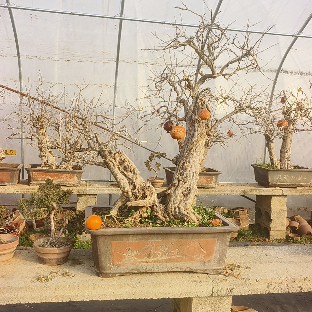 以实际为准山石榴老桩盆景/