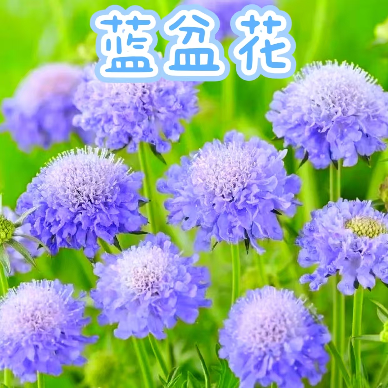 【蓝盆花】盆栽花卉（好看好养，耐热，神仙颜值）