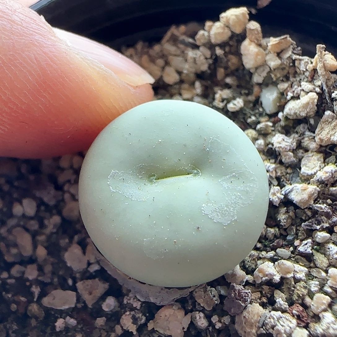 ✨****^年后脱土发货23771