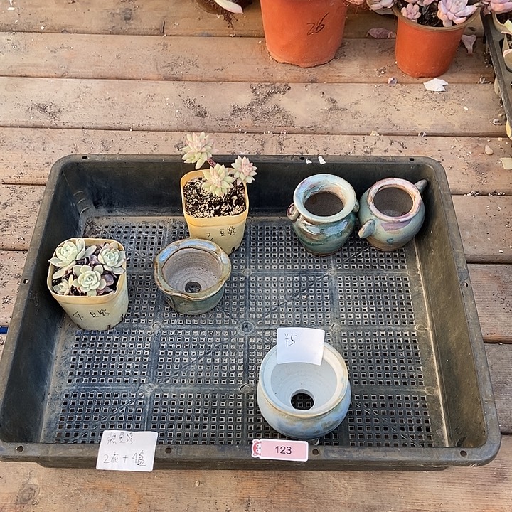 123号盆4个花2个热豆浆专拍